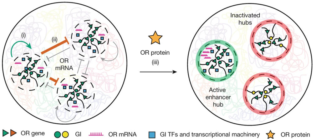 Read more about the article RNA-mediated symmetry breaking enables singular olfactory receptor choice