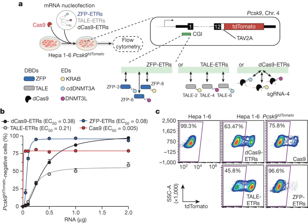 Fig. 1: In vitro screen in Hepa 1-6 Pcsk9tdTomato cells identifies ZFP-based ETRs as the most effective platform for epi-silencing of Pcsk9.