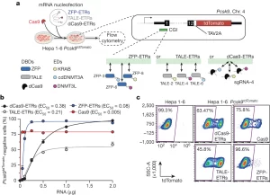 Read more about the article Durable and efficient gene silencing in vivo by hit-and-run epigenome editing