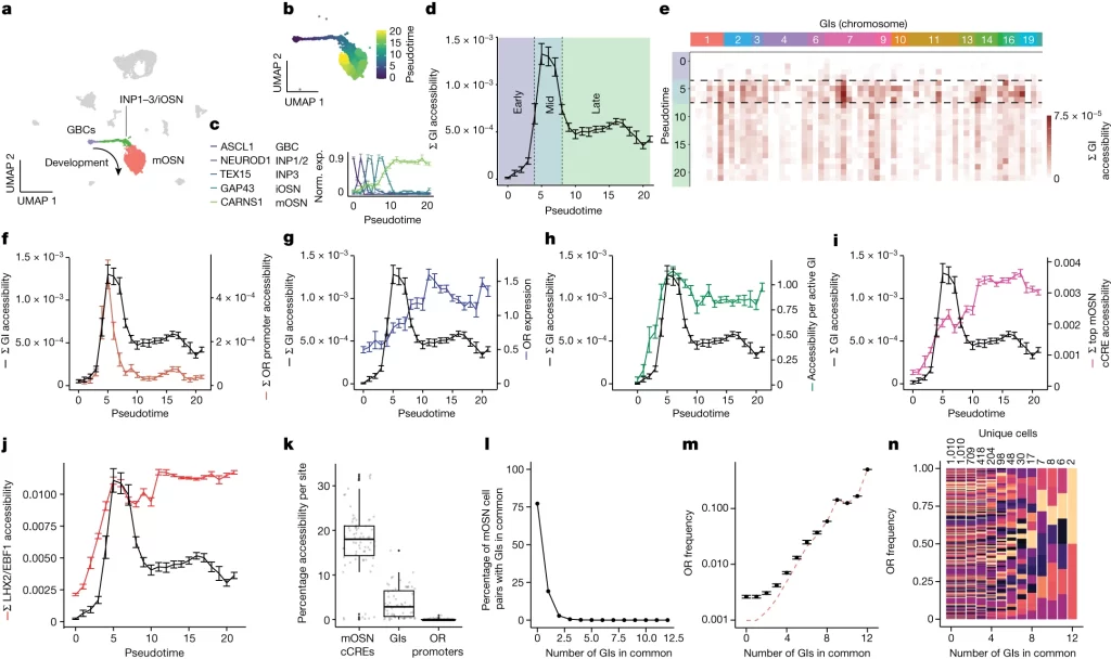 single nucleus ATAC와 single nucleus RNA-seq를 결합하면 점진적인 GI 비활성화가 밝혀짐