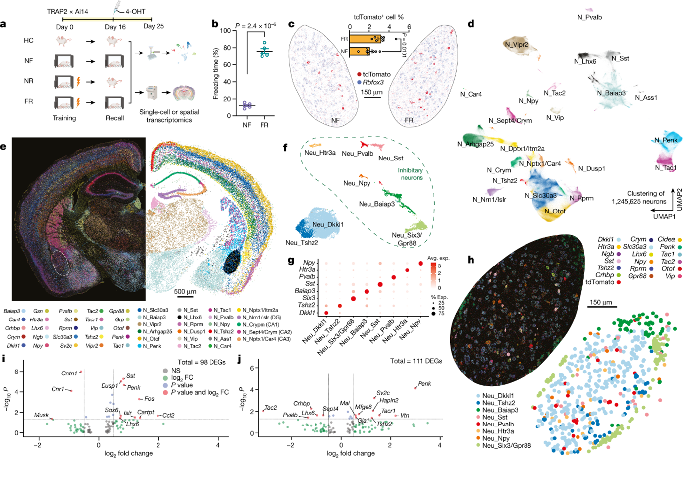 Read more about the article Spatial transcriptomics reveal neuron–astrocyte synergy in long-term memory