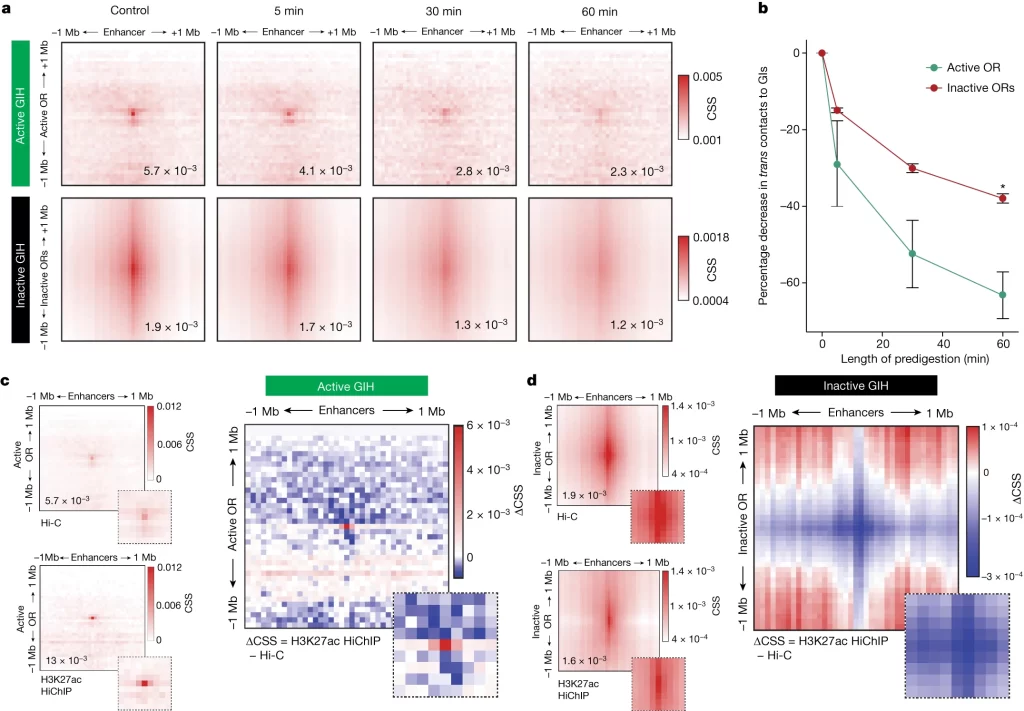 활성화 및 비활성화 GI hubs가 서로 다른 chromatin 특성을 보유함