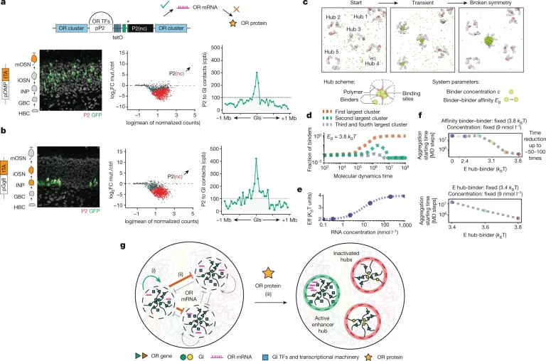 OR RNA 생산은 singularity로의 전환을 촉진.