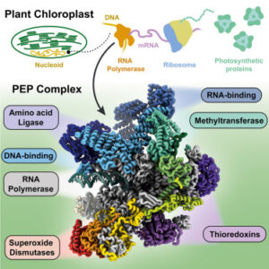 Read more about the article Structure of the plant plastid-encoded RNA polymerase