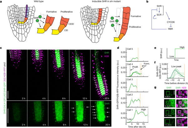 SHR and SCR coordinate root patterning and growth early in the cell cycle