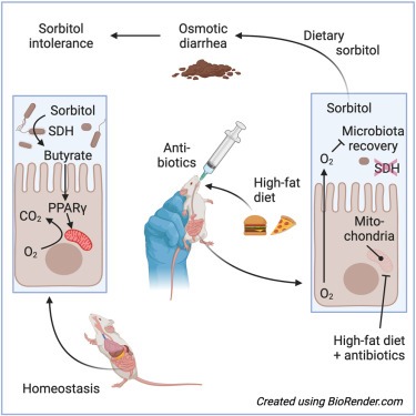 High fat intake sustains sorbitol intolerance after antibiotic-mediated Clostridia depletion from the gut microbiota