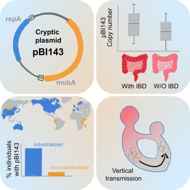 A cryptic plasmid is among the most numerous genetic elements in the human gut