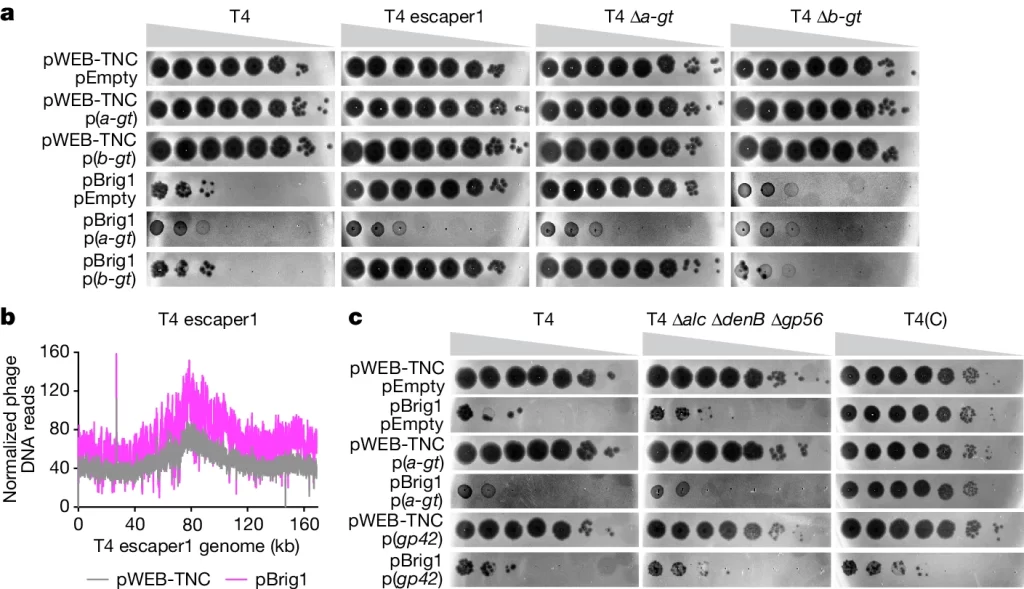 The antiviral DNA glycosylase Brig1 targets α-glucosyl-hmC nucleobases to restrict T4 viral replication.