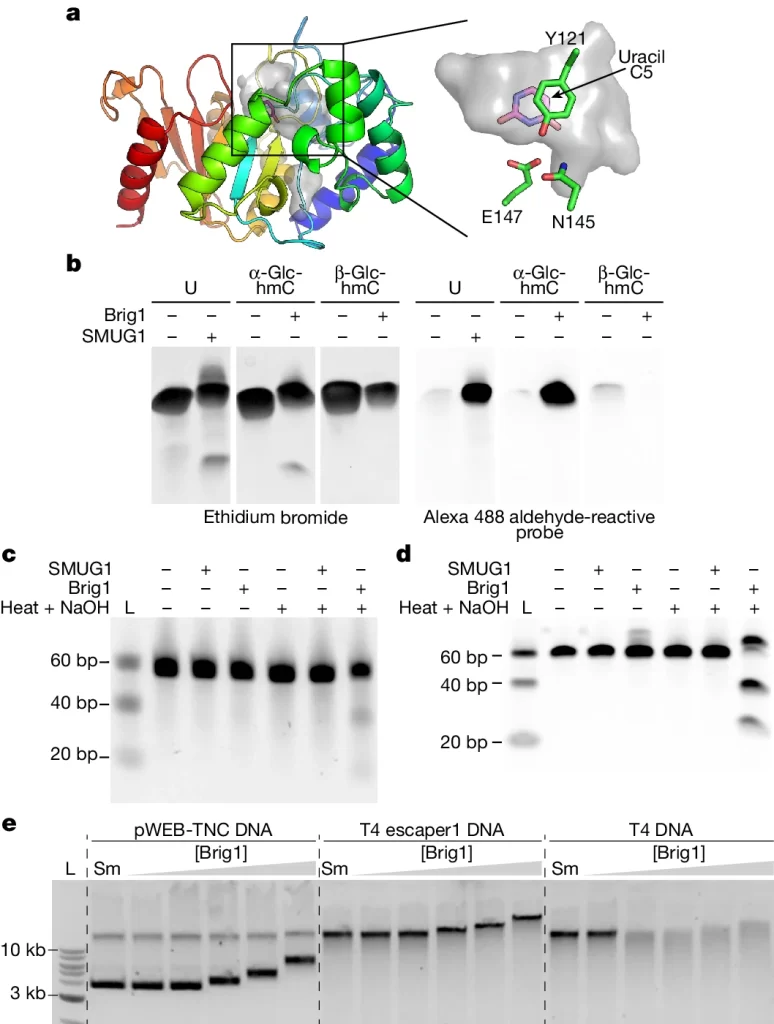 Brig1 excises α-glucosyl-hmC nucleobases.