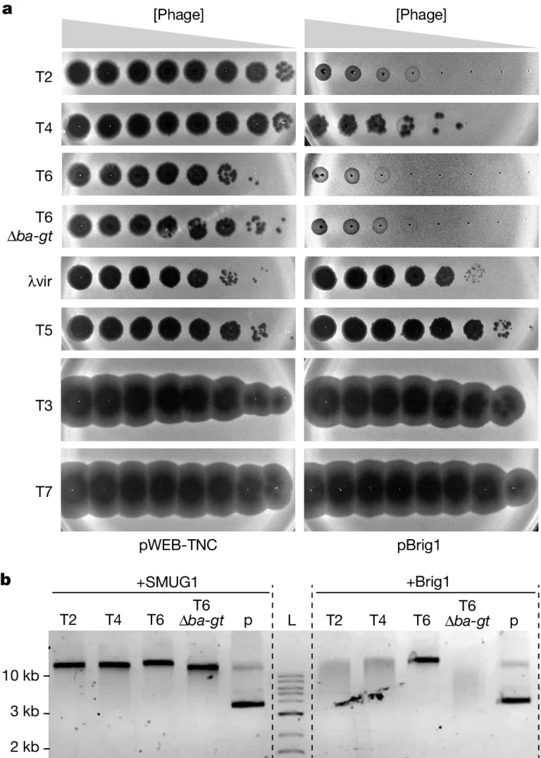 Brig1 provides immunity against diverse phages that carry α-glucosyl-hmC nucleobases.