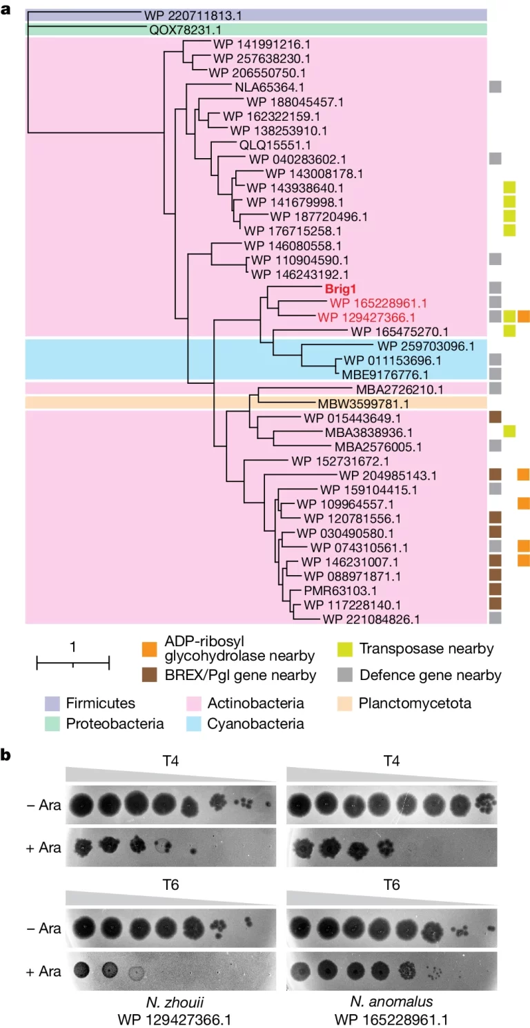 Brig1 homologues provide anti-phage defence.