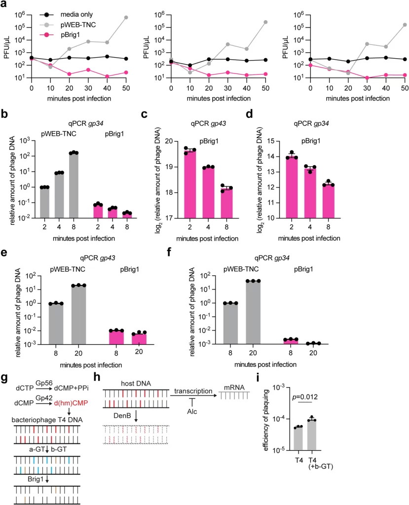 Brig1 inhibits phage T4 DNA replication.