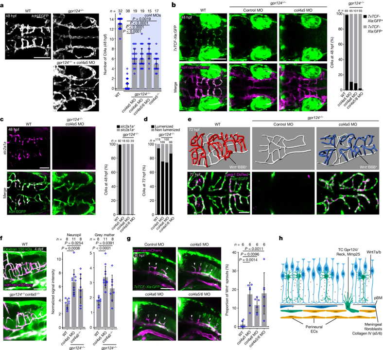 A brain-specific angiogenic mechanism enabled by tip cell specialization