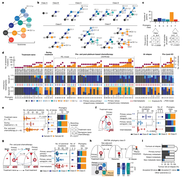 [Fig. 2] Evolutionary trajectories of small cell lung cancer under therapy