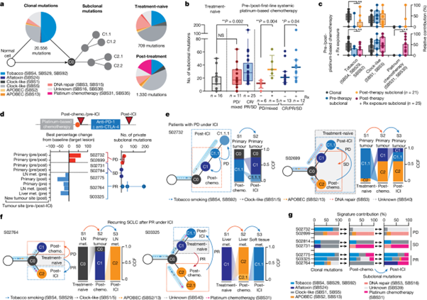 [Fig. 3] Evolutionary trajectories of small cell lung cancer under therapy