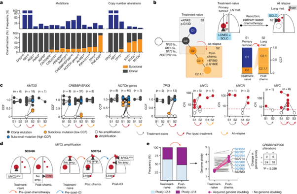 [Fig. 4] Evolutionary trajectories of small cell lung cancer under therapy