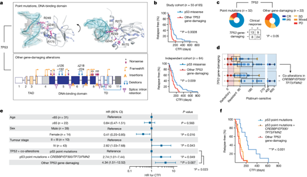 [Fig. 5] Evolutionary trajectories of small cell lung cancer under therapy