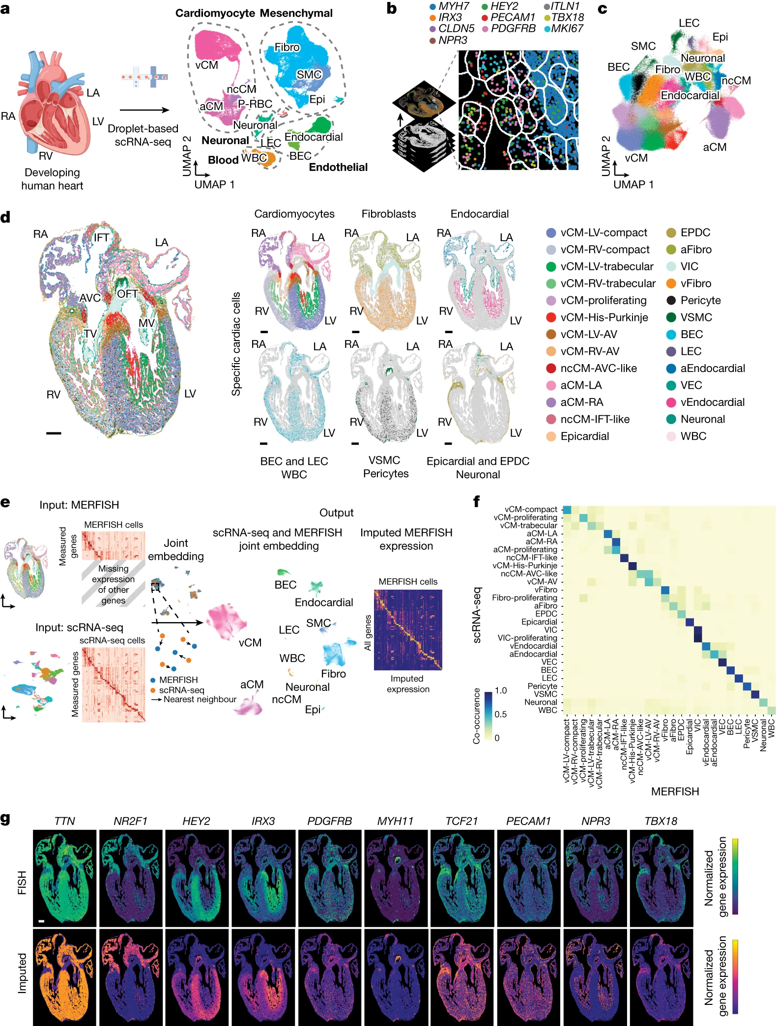 Read more about the article Spatially organized cellular communities form the developing human heart