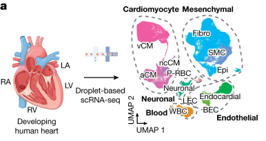 (A) (좌측) 실험의 개요도. (우측) scRNA-seq은 uniform manifold approximation and projection (UMAP)을 통해 약 143,000개의 세포로 표시된 발달 과정의 인간 심장을 만드는 다양한 범위의 독특한 심장 세포를 식별함.