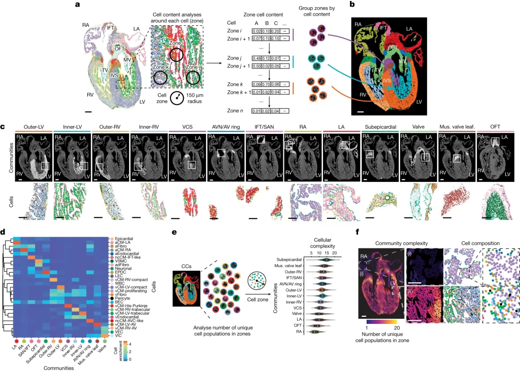 (A) 각 개별 세포 주변의 세포 contents에 대한 조사를 통해 정의된 CC를 형성하는 세포 구역 또는 이웃이 식별됨. (B) 13주차 심장에 대한 CC의 공간 매핑은 그들이 구별된 해부학적 심장 구조에 해당함을 드러냄. (C) 각 CC의 공간 위치를 세포 구성 및 분포의 예시와 함께 표시함. (D) Heatmap은 정의된 각 CC 내에서 식별된 MERFISH 세포의 구성을 보여줌. (E, F) 각 구역 내의 고유한 세포 집단의 수에 대한 분석. 각 CC와 심장 지역의 세포 복잡성을 (E) 정량적으로 보여주는 violin plot 및 (F) 공간적으로 보여주는 spatial complexity map.