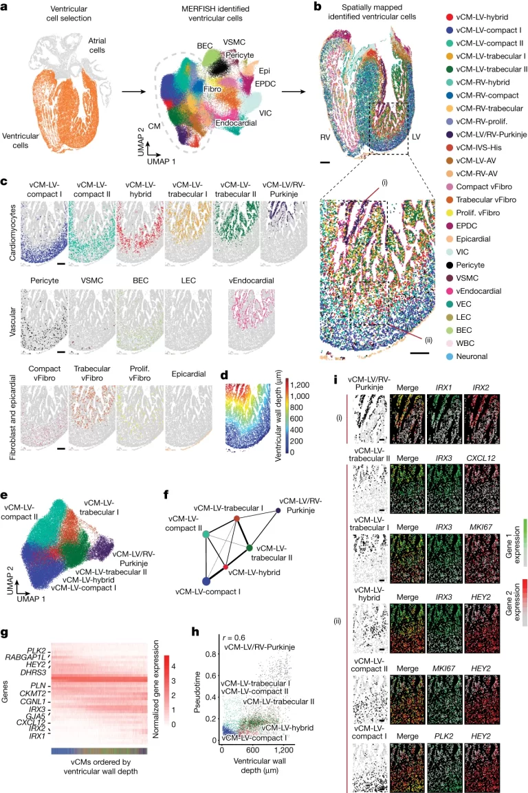 (A) (좌측, 오렌지색) 심실을 구성하는 MERFISH 세포들이 (우측) UMAP을 사용하여 군집화됨. (B) 식별된 심실 세포들이 13주차 심실에 공간적으로 매핑. (C) (B)의 MERFISH 공간 지도에서 윤곽이 그려진 지역의 좌측 심실벽에 대한 특정 심실 세포들의 공간 분포. (D) (B)의 이미지 영역에 대해 심실의 심장외막/외부 표면으로부터 측정된 거리로서 심실 세포의 심실벽 깊이 분포를 보여줌. (E) LV vCMs가 구별된 vCM 소집단으로 분리됨. (F) 유전자 발현 유사성에 기반한 연결성을 나타내는 nodes간 weighted edge. 이를 통해 구별된 vCM의 분자 관계가 연결성 지도에서 보여짐. (G) 심실벽 깊이가 증가함에 따라 정렬된 vCM의 Differentially expressed gene의 normalized expression을 보여주는 heatmap. 하단의 색깔 바는 (B)에서 표시된 특정 vCM을 나타냄. (H) 왼쪽 심실에서 개별 vCM의 심실벽 깊이와 pseudotime 사이의 관계를 밝히는 scatter plot. (I) (C)에서 윤곽이 그려진 지역의 MERFISH 이미지는 녹색과 빨간색으로 보여진 특정 유전자 마커의 조합이 특정 vCM을 공간적으로 식별함을 보여줌.