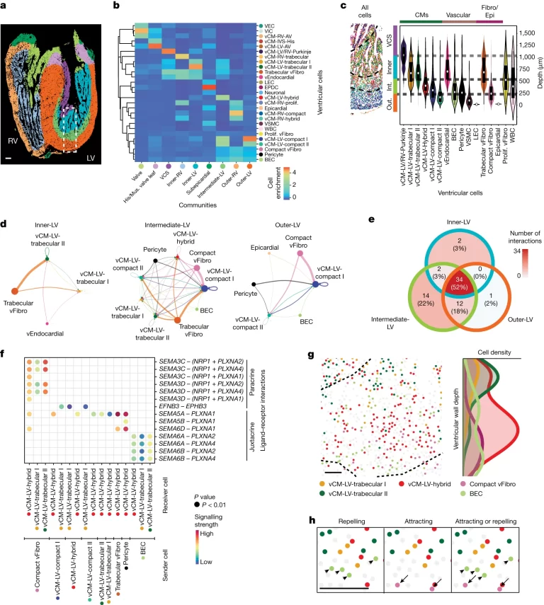 (A) MERFISH로 식별된 심실 세포들이 심실 내에서 9개의 더 세분화된 CC로 assemble됨. (B) Heatmap은 각 심실 CC 내에서 구별된 심실 세포의 구성을 보여줌. (C) (A)에서 윤곽이 그려진 영역의 MERFISH 이미지는 CC 층과 그들의 세포 구성을 드러냄. Violin plot은 이러한 층 내에서 구별된 심실 세포의 심실벽 깊이 분포를 보여줌. 중앙의 흰색 점은 중앙값을, 굵은 검은색 선은 사분위 범위를, 가장자리는 분포의 최소값과 최대값을 정의. 점선은 CC 층의 경계를 나타냄. (D) code diagram은 내부-LV, 중간-LV 및 외부-LV CC에서 특정 vCM이 받는 세포 간 신호 전달 상호작용의 강도를 보여줌. node의 크기는 구별된 심실 세포의 세포 수를 나타내며, edge의 너비는 특정 심실 세포 쌍 간의 상호작용 강도를 나타냄. (E) 벤 다이어그램은 내부-LV, 중간-LV 및 외부-LV 커뮤니티 내에서 vCM이 받는 특정 및 공유된 CCI의 수를 보여줌. (F) dot plot은 중간-LV CC 내에서 구별된 심실 세포 간의 특정 신호 전달 상호작용을 보여줌. (G) (좌측) 중간-LV CC에 대해 SEMA3C, SEMA3D, SEMA6A 또는 SEMA6B와 PLXNA2 또는 PLXN4 간의 상호작용에 참여하는 세포들의 공간 지도. (우측) 이러한 세포의 정규화된 심실벽 깊이 분포를 보여주는 히스토그램. (H) 중간-LV CC의 고해상도 공간 세포 지도는 SEMA3C, SEMA3D, SEMA6A 또는 SEMA6B와 PLXNA2 또는 PLXN4 신호와 상호작용하는 세포들이 유인 또는 반발 상호작용을 매개하기 위해 공간적으로 어떻게 분포될 수 있는지 보여줌. 화살표와 화살표 머리는 각각 SEMA3C+SEMA3D+ 밀집 vFibro 세포와 SEMA6A+SEMA6B+ BEC를 가리킴.