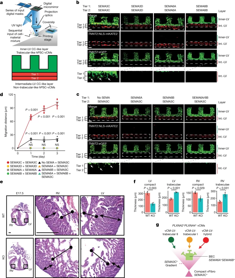 (A) NLS-mKATE2+ non-trabecular 및 GFP+ trabecular-like hPSC-vCM들이 다이어그램에 표시된 대로 심실벽을 모델링하는 다층 구조물로 바이오프린팅 됨. (B) GFP+ trabecular-like hPSC-vCM들은 NLS-mKATE2+ non-trabecula-like hPSC-vCM들과 SEMA3C가 혼합된 중간 심실 유사층(Int.-LV)으로 이동하지만, SEMA3D, SEMA6A 또는 SEMA6B와 혼합되었을 때는 그렇지 않음. 하얀 화살표는 중간 심실 유사층으로 이동하는 GFP+ trabecular-like hPSC-vCM을 가리킴. (C) 중간 심실 유사층에서 다양한 조합으로 혼합된 SEMA6A 또는 SEMA6B는 SEMA3C 매개 GFP+ trabecular-like hPSC-vCM의 이동을 방지. 하얀 화살표는 중간 심실 유사층으로 이동하는 GFP+ trabecular-like hPSC-vCM을 가리킴. (D) 다른 중간-LV CC 유사층 조건 하에서 GFP+ trabecular-like hPSC-vCM 이동 측정. SEMA3C+SEMA3C 조건에 대해 N=6회, no SEMA+SEMA3C 조건에 대해 N=5회, 모든 다른 조건에 대해 N=3회 독립 실험. (E) E17.5 야생형 (WT) 및 Tcf21-creERT2;Sema3cfl/fl Knockout (KO) 마우스 배아의 심장 절편은 E10.5부터 Tcf21+ 세포에서 Sema3c deletion이 심장 심실벽의 밀집되지 않은 형태로 이어진다는 것을 보여줌. (F) WT 및 조건부 deletion된 Sema3c KO 마우스 심장의 조밀하고 trabecular 심근의 두께를 보여주는 그래프. 조건 당 N=3 마리의 마우스. (G) 모델은 다른 vCM, 섬유아세포 및 내피세포 간의 PLXN–SEMA 상호작용이 심실벽 내에서 vCM의 조직을 어떻게 조정하는지 보여줌.