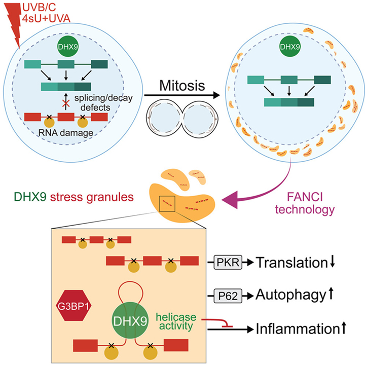 RNA damage compartmentalization by DHX9 stress granules