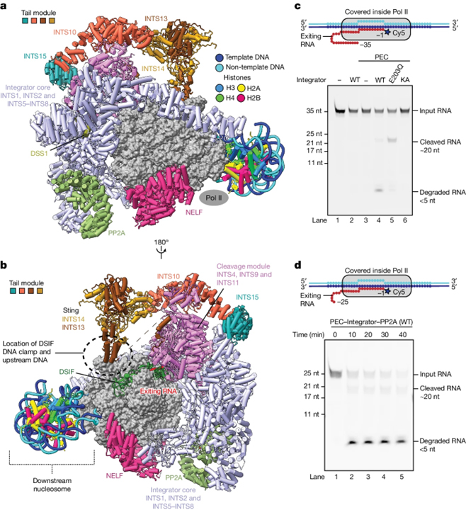 Structural basis of Integrator-dependent RNA polymerase II termination