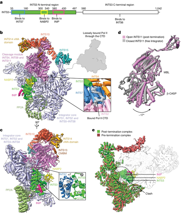 Structural basis of Integrator-dependent RNA polymerase II termination