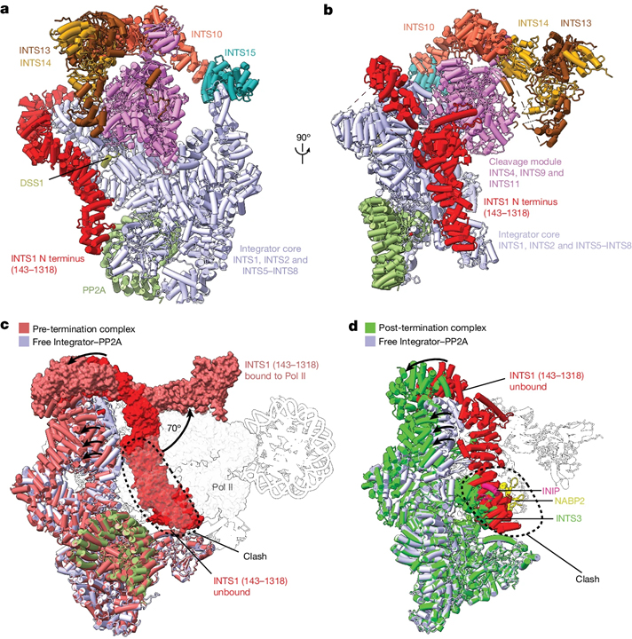 Structural basis of Integrator-dependent RNA polymerase II termination