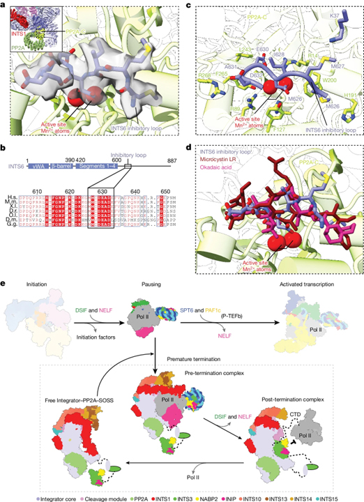 Structural basis of Integrator-dependent RNA polymerase II termination