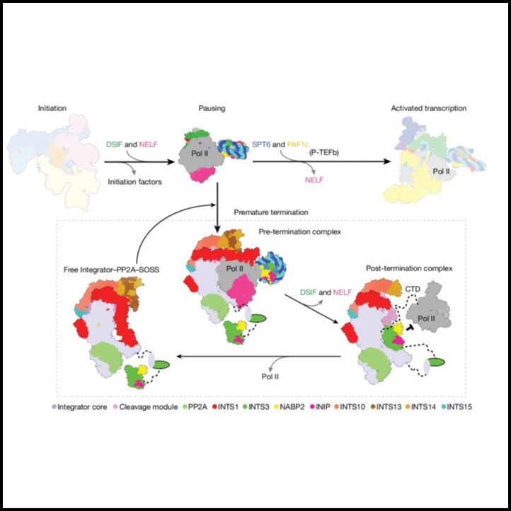 Structural basis of Integrator-dependent RNA polymerase II termination