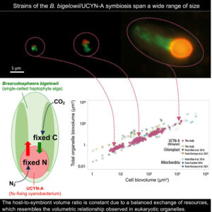 Read more about the article Metabolic trade-offs constrain the cell size ratio in a nitrogen-fixing symbiosis