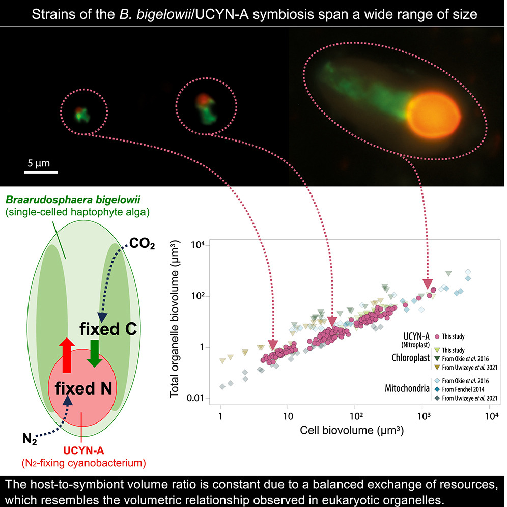 Read more about the article Metabolic trade-offs constrain the cell size ratio in a nitrogen-fixing symbiosis