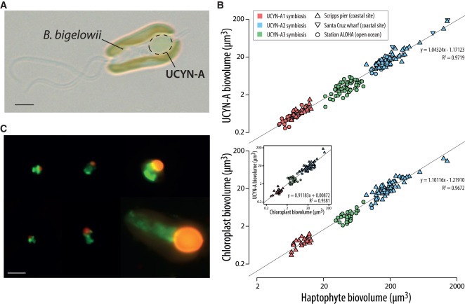 Metabolic trade-offs constrain the cell size ratio in a nitrogen-fixing symbiosis