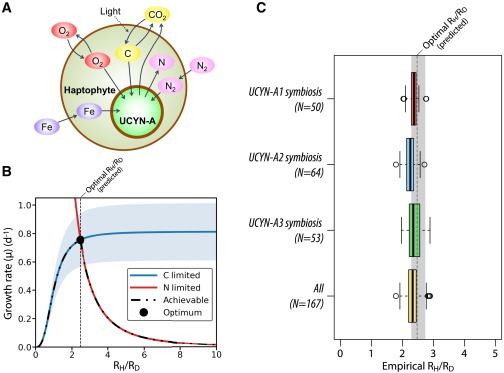 Metabolic trade-offs constrain the cell size ratio in a nitrogen-fixing symbiosis