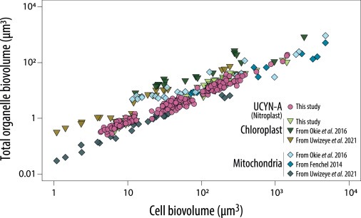 Metabolic trade-offs constrain the cell size ratio in a nitrogen-fixing symbiosis