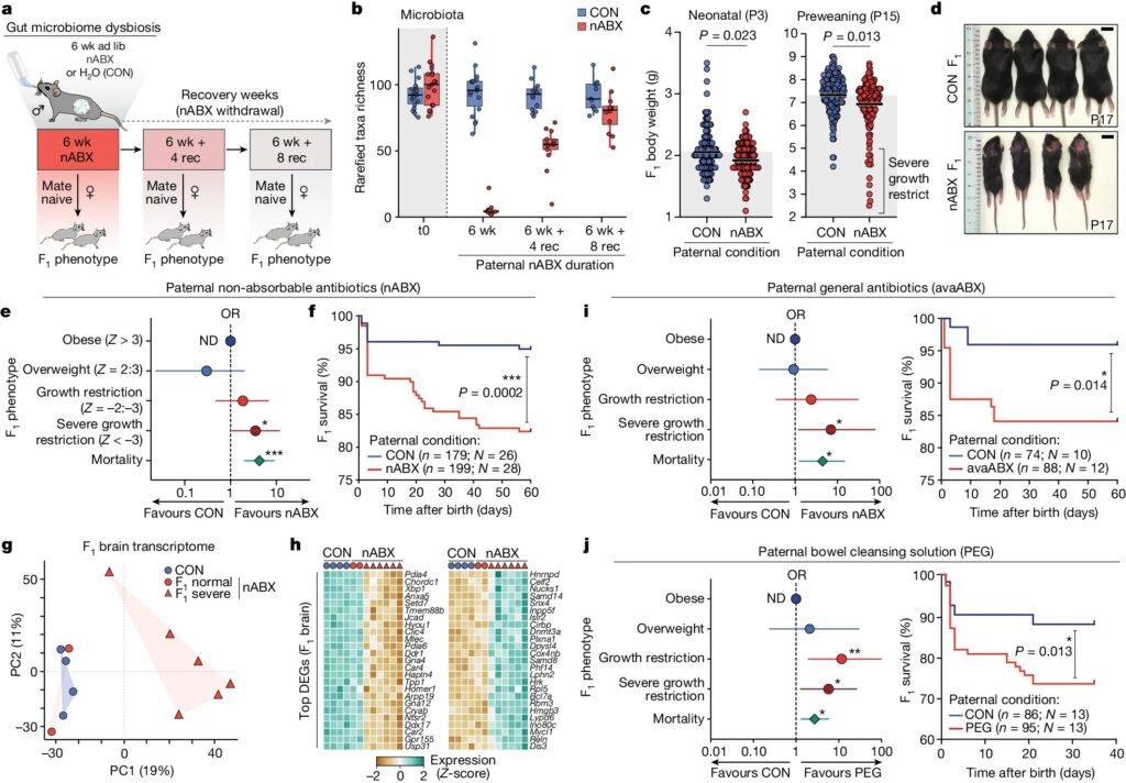 Paternal microbiome perturbations impact offspring fitness