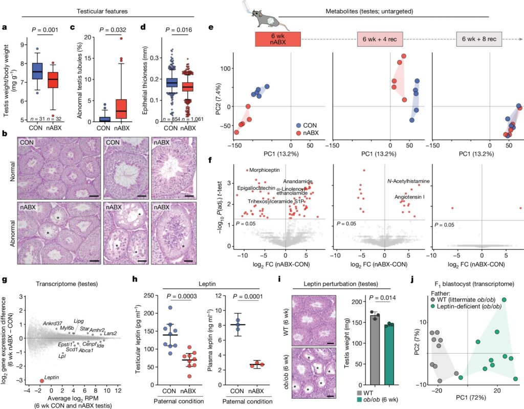 Paternal microbiome perturbations impact offspring fitness