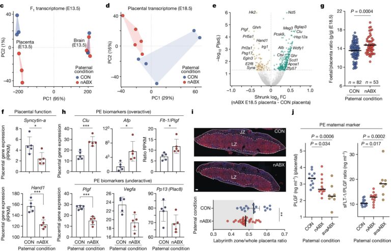 Paternal microbiome perturbations impact offspring fitness