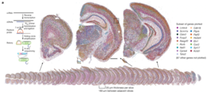 Read more about the article Whole-cortex in situ sequencing reveals input-dependent area identity