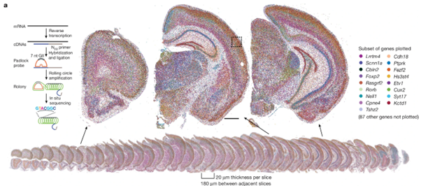 [EzV] Whole-cortex in situ sequencing reveals input-dependent area identity