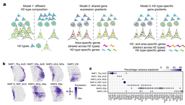 [Fig. 3a] Whole-cortex in situ sequencing reveals input-dependent area identity