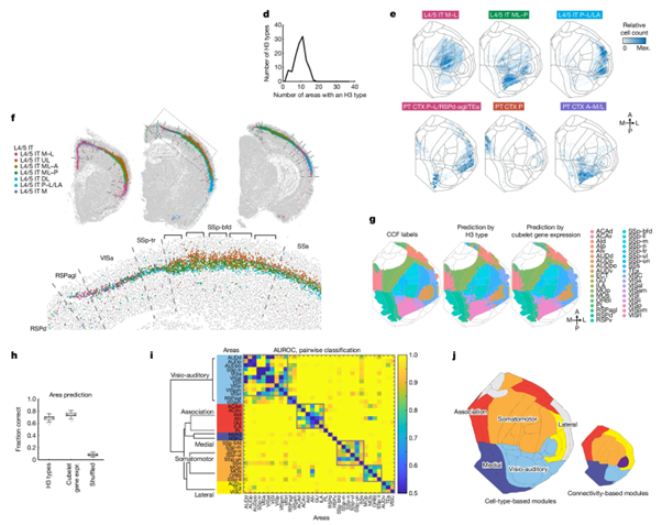 [Fig. 3b] Whole-cortex in situ sequencing reveals input-dependent area identity