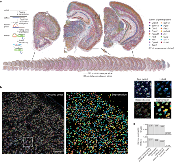 [Fig.1] Whole-cortex in situ sequencing reveals input-dependent area identity