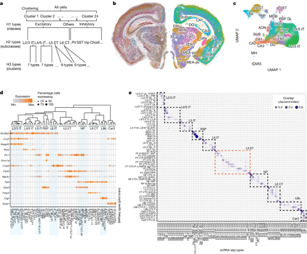 [Fig.2] Whole-cortex in situ sequencing reveals input-dependent area identity