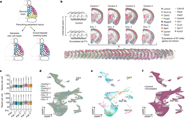 [Fig.4] Whole-cortex in situ sequencing reveals input-dependent area identity