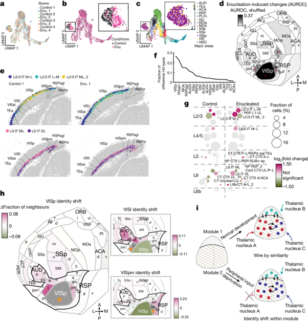 [Fig.5] Whole-cortex in situ sequencing reveals input-dependent area identity