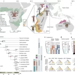 The rise of baobab trees in Madagascar